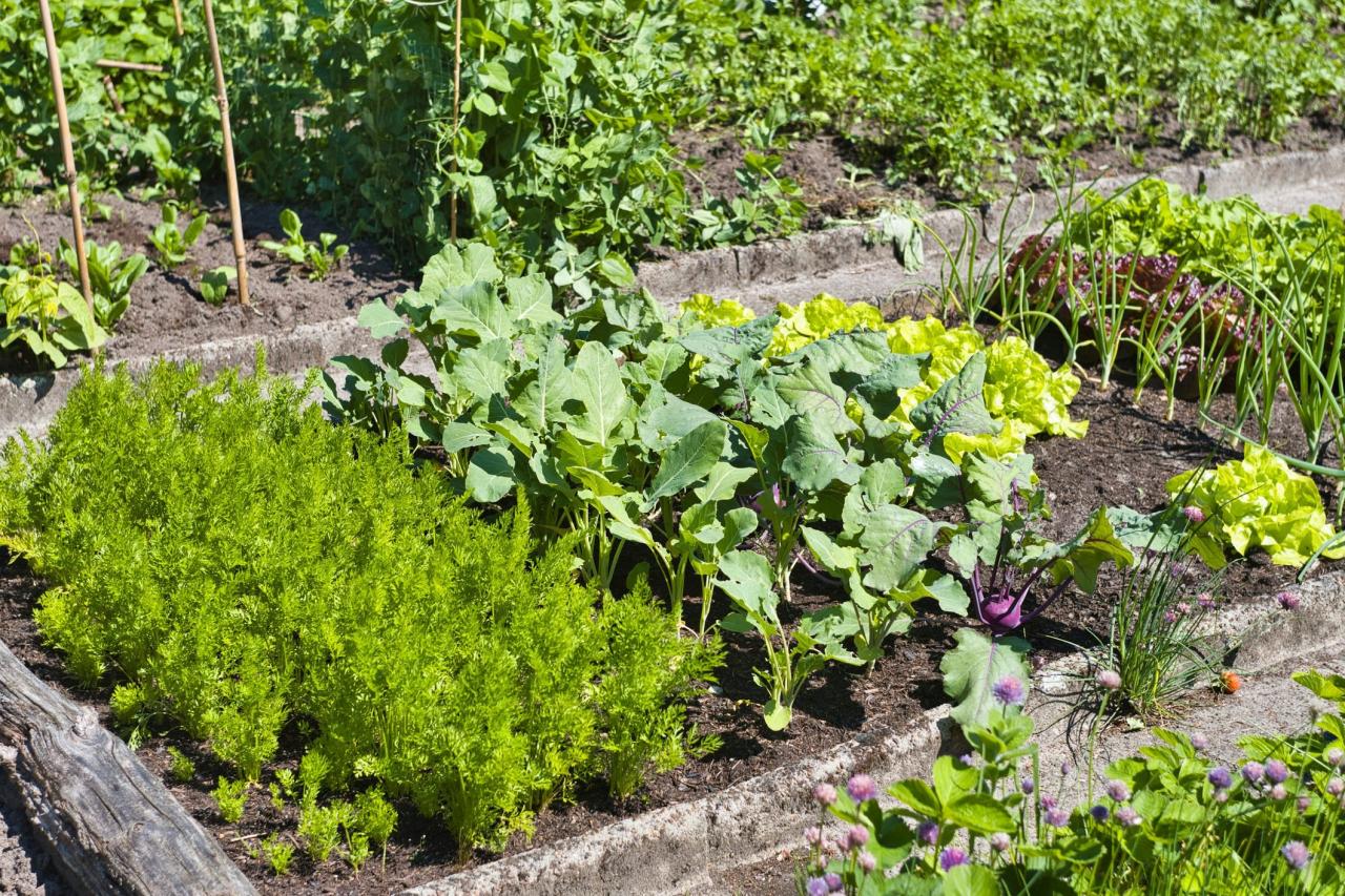 Organic gardening at home